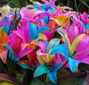 Seniors Commended - Raibow Lillies - Lorraine Cloete