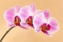Seniors Highly Commended -Bedia's orchid - Des Kleineibst