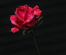 Seniors Highly Commended -Pink And Red Hues - Joan Rounce
