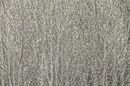 Silver Trees