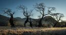 The dance of the old willows-