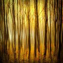 The falling leaves-CA-Brighton-Pam-MG
