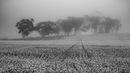 Through the mist-M-Covarr-Eileen -MP