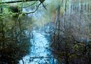 Trees reflected