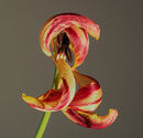 Tulipas last dance-P-de Voogt-Veronica-3STAR