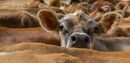 Waiting For Milking-P-Rixom-Paul-MB