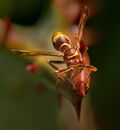 Wasp