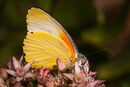Yellow butterfly