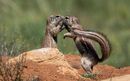 a groundsquirl secret