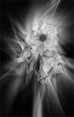 blossom rays-CA-Phillips-Carol-MB