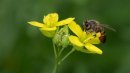busy bee-N-Stromberg-Diana-5STAR