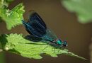 calopteryx splendens-