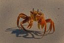 crab