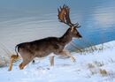 deep snow-N-de Voogt-Willem-5STAR