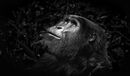 fixated-M-Maskell-Gillian-5STAR