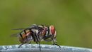 fly blowing bubble