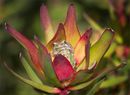 frog flower power