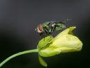 green bottle fly-MC-Stromberg-Diana-5STAR