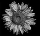helianthus-M-Phillips-Carol-MS