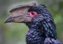 hornbill