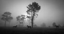 horses in the mist