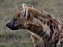 hyena-N-Van der Merwe-Wessel -4STAR