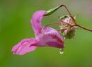 last droplet