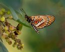 marsh acraea-N-de Voogt-Veronica-2STAR