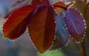 pearly drops