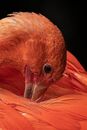 preening