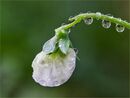 rain drops