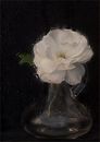 rainy day rose carol