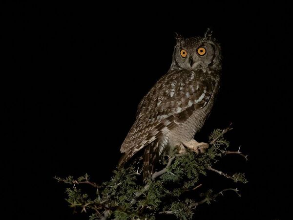 spotted eagle owl-