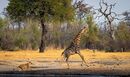 the chase