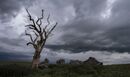 tree and ruins