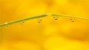 water droplets-MC-Phillips-Carol-MB
