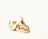 ©  Kourosh Bahar | coyote man, 10/98, acrylic/paper, 14x17"