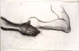 ©  Kourosh Bahar | hands, 1995, charcoal/paper