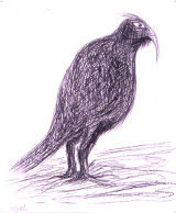 ©  Kourosh Bahar | Bird #2, 2001, charcoal/paper, 14x11"