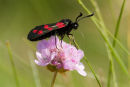 Six-spot Burnet