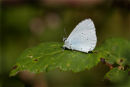 Holly Blue