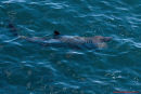 Basking Shark
