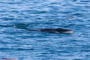 Minke Whale