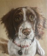 Springer Spaniel