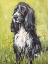 Springer Spaniel