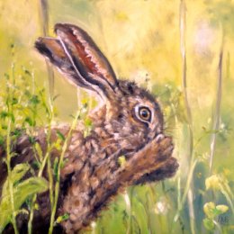 Nasal Hare