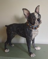Boston terrier