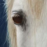 Animal Portraits
