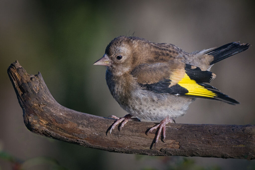 05 juvenile goldfinch..
