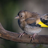 05 juvenile goldfinch..